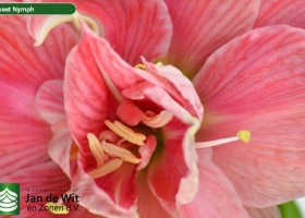 hippeastrum Swenym (3)